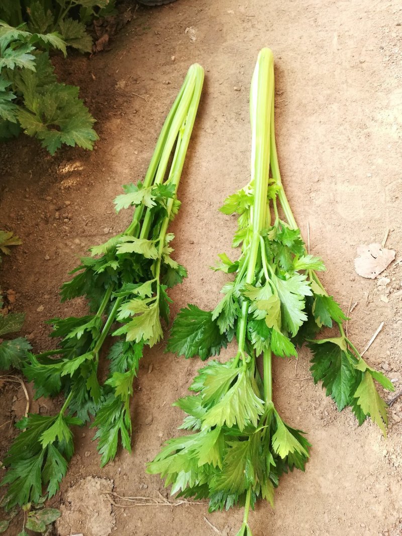 山东高温棚芹菜大量上市，色泽绿无黄叶，品质好