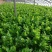 山东高温棚芹菜大量上市，色泽绿无黄叶，品质好