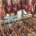 肉兔