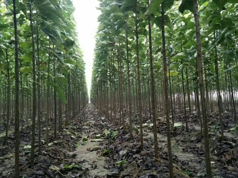 楸树梓树专供