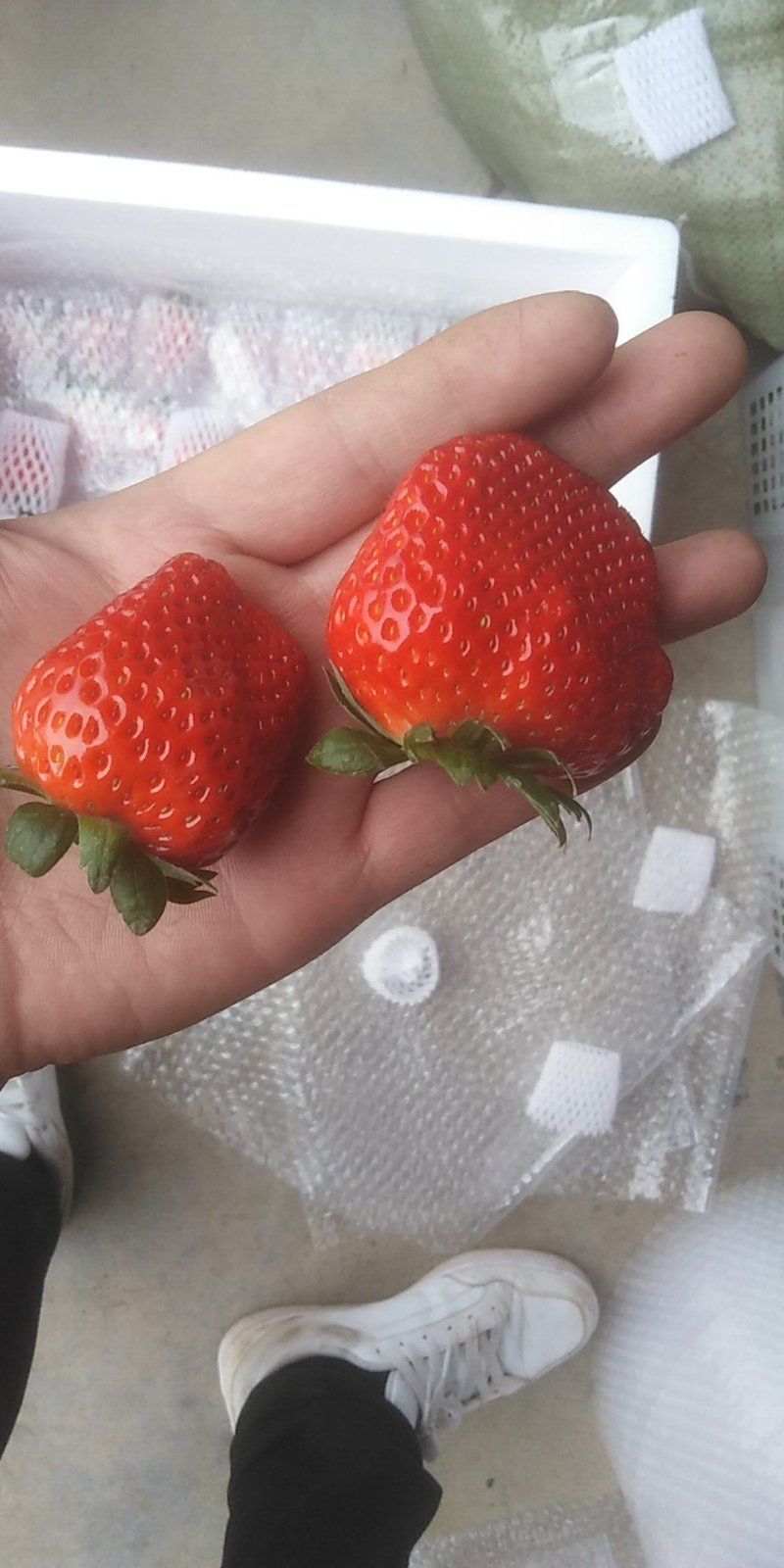 草莓