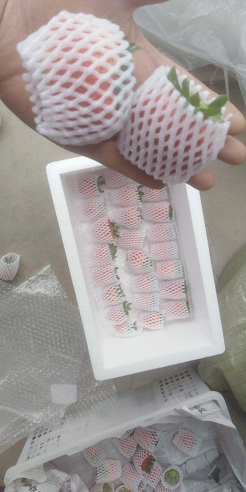 草莓