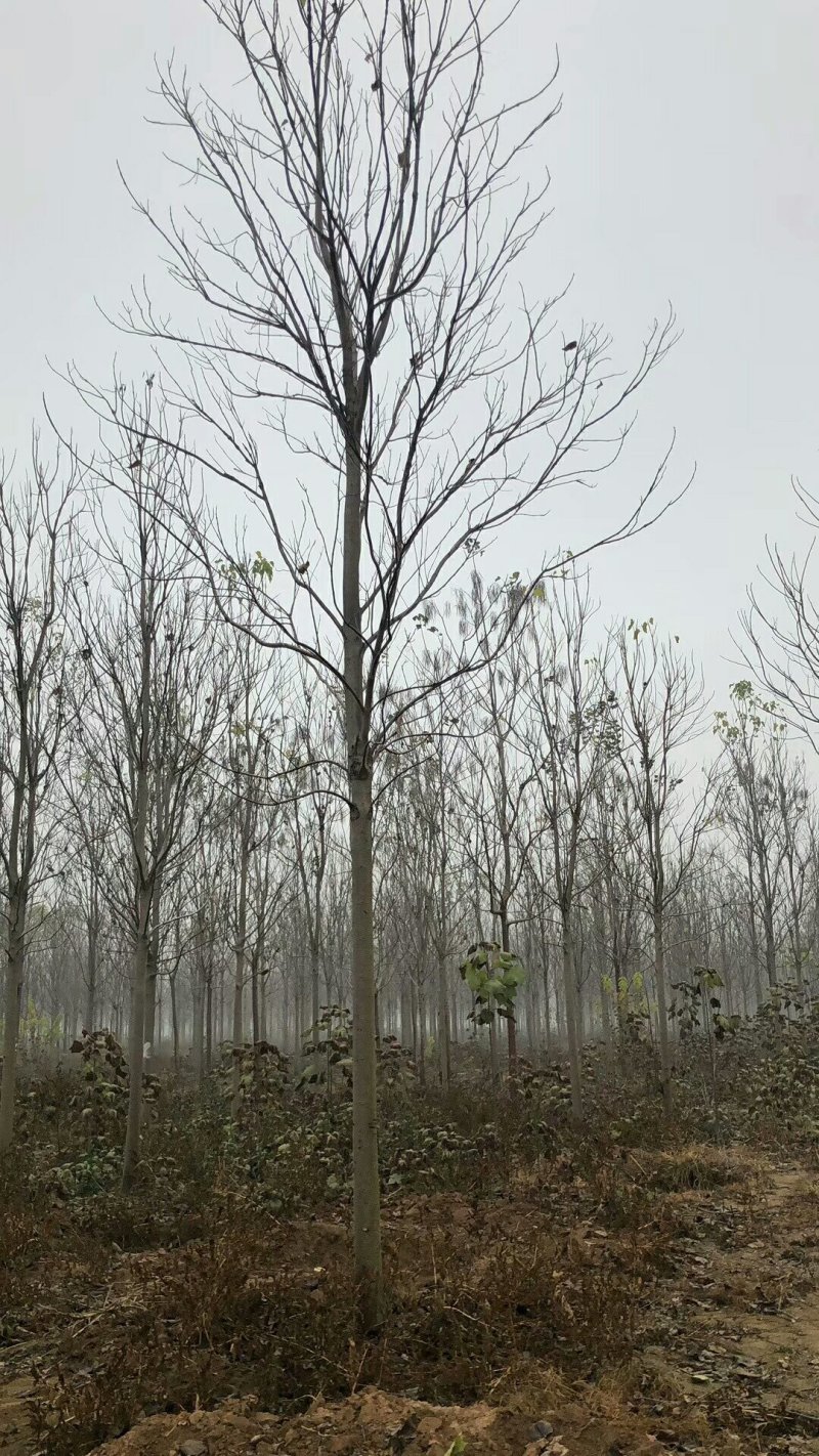 楸树梓树专卖