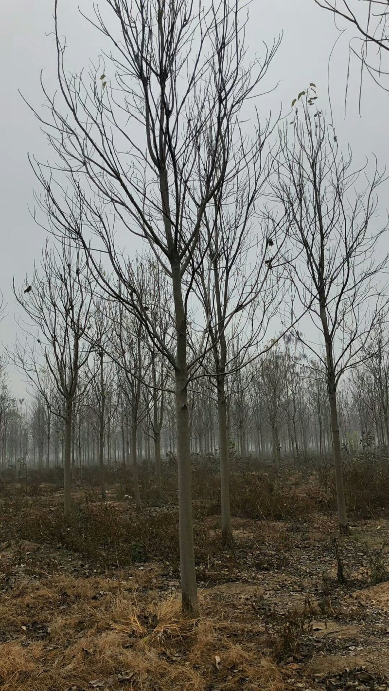 楸树梓树专卖