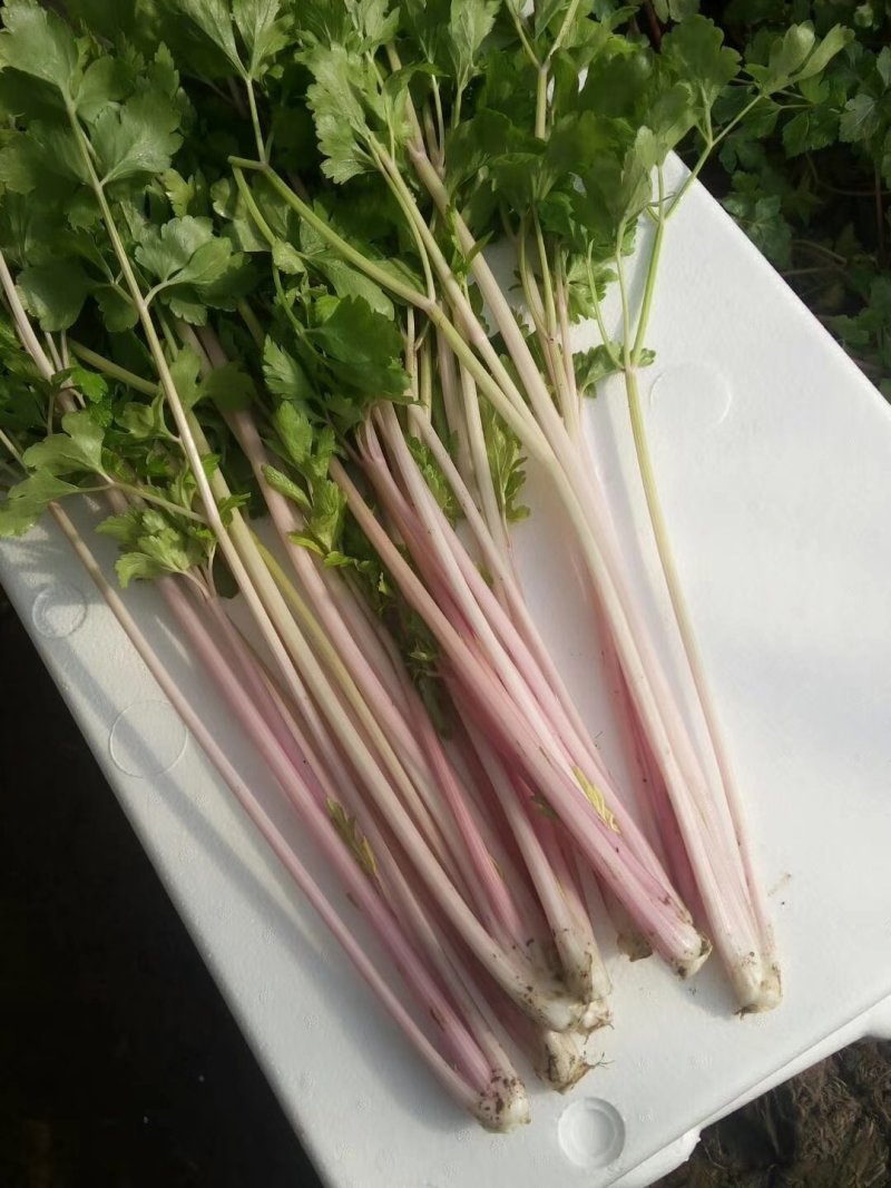 紫小香芹种子