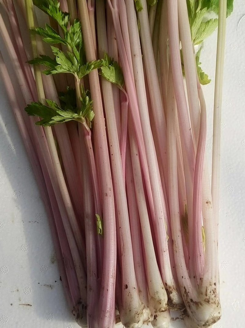 紫小香芹种子