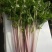 紫小香芹种子