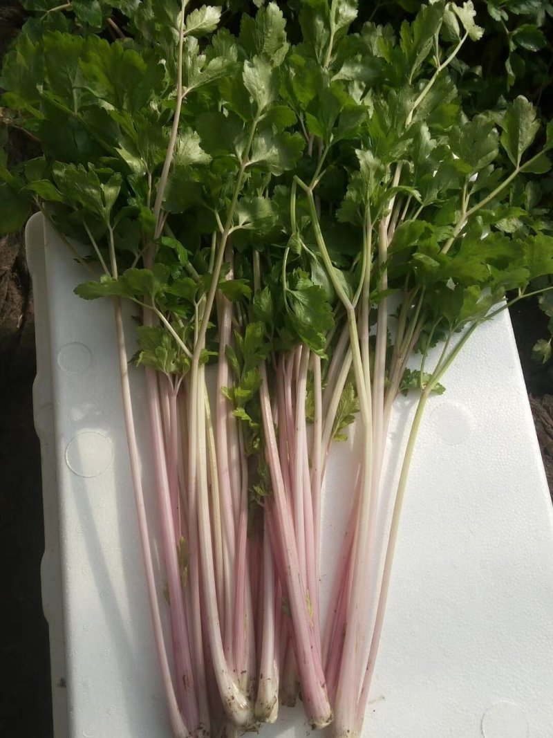 紫小香芹种子