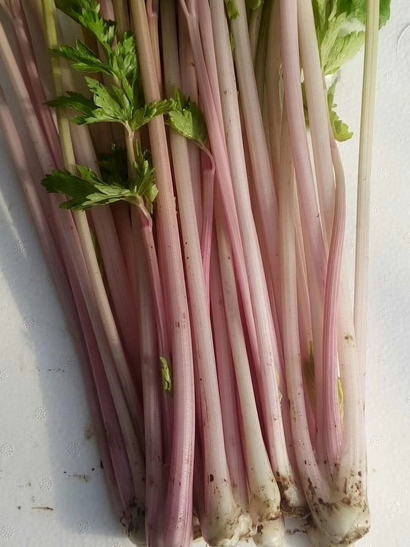 紫小香芹种子