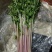 紫小香芹种子