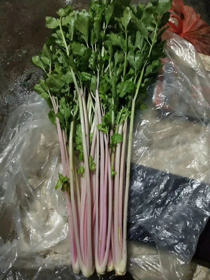 紫小香芹种子