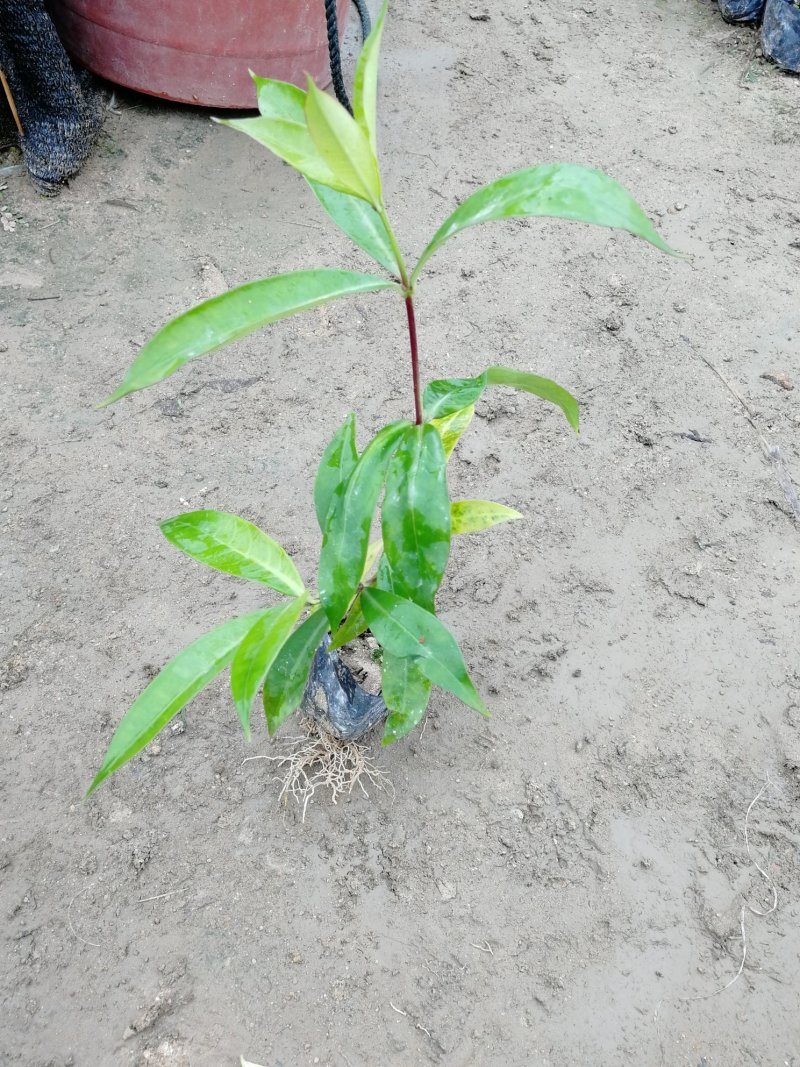 黄蝉硬枝黄蝉软枝黄蝉福建漳州苗木基地