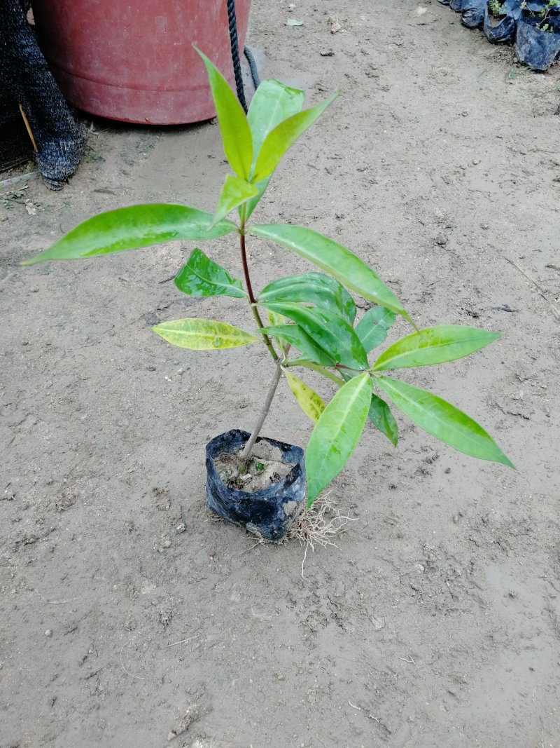 黄蝉硬枝黄蝉软枝黄蝉福建漳州苗木基地