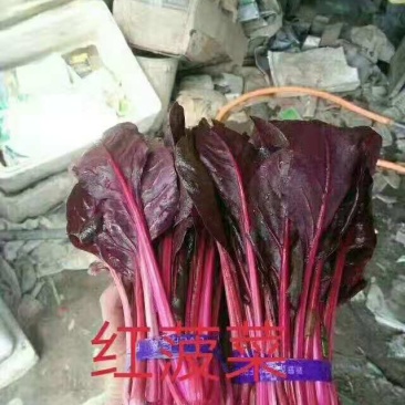 红菠菜种子