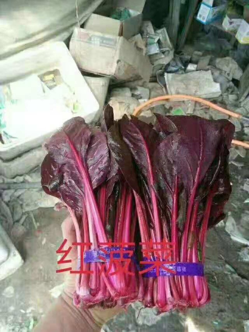 红菠菜种子