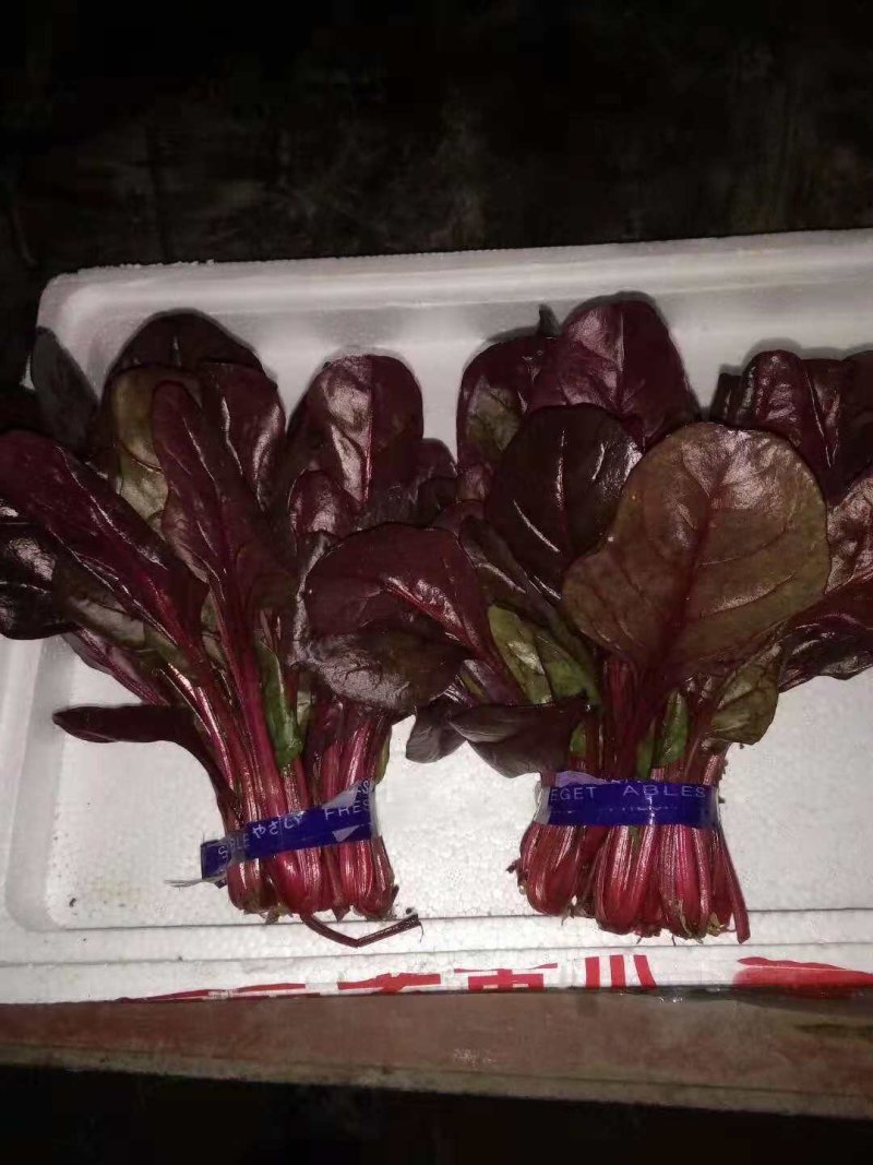 红菠菜种子