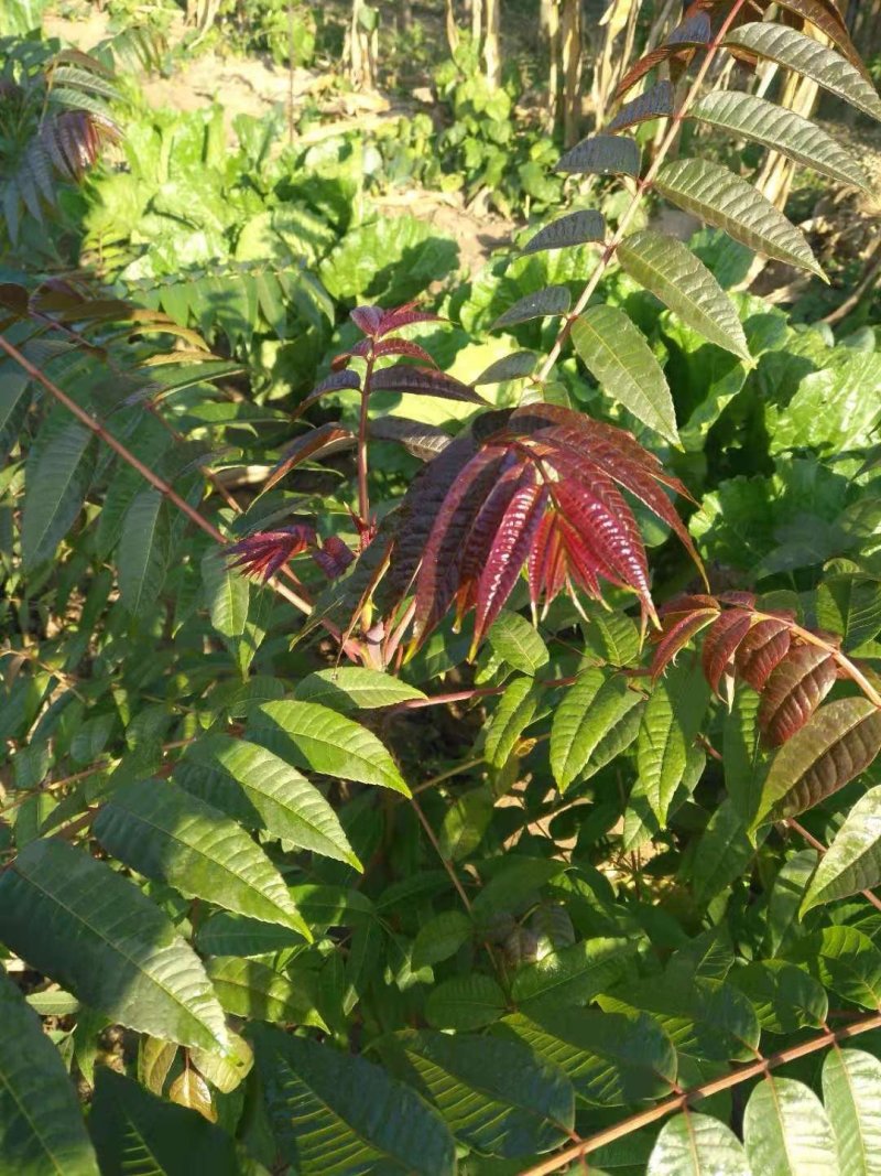 红油香椿种子
