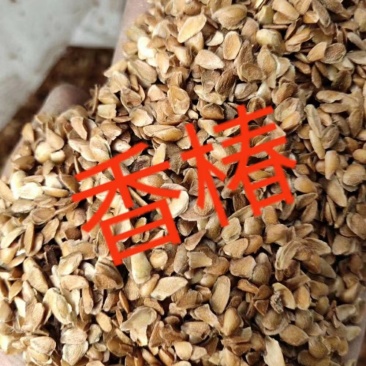 红油香椿种子