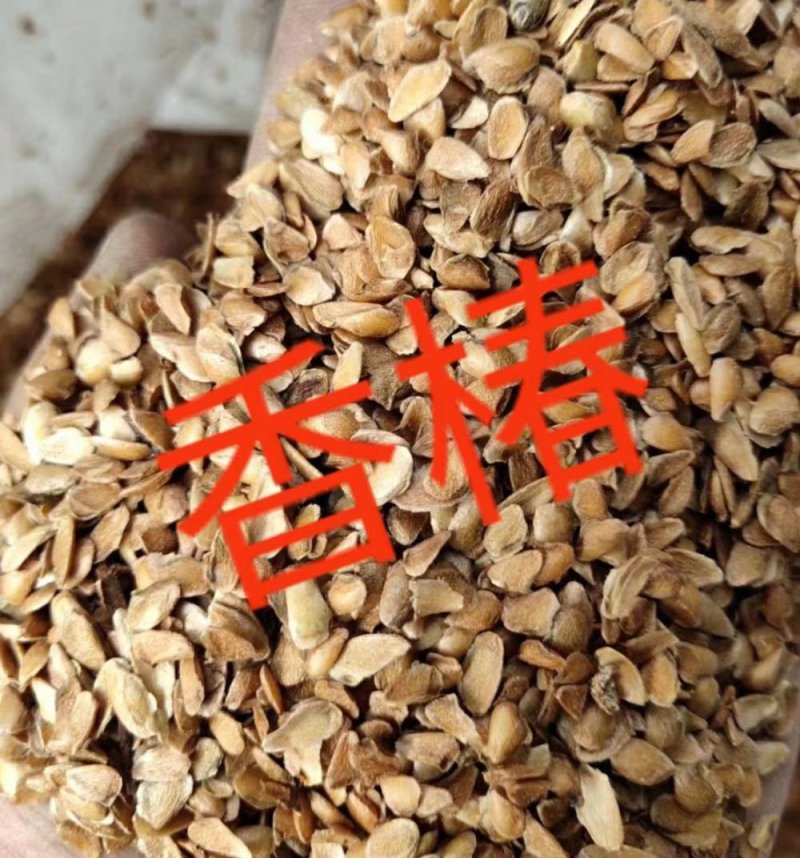 红油香椿种子