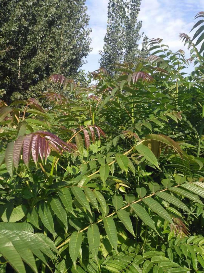 红油香椿种子