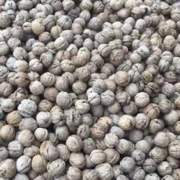 大量批发核桃！质量很好！诚信经营！欢迎各位老板光临惠顾！