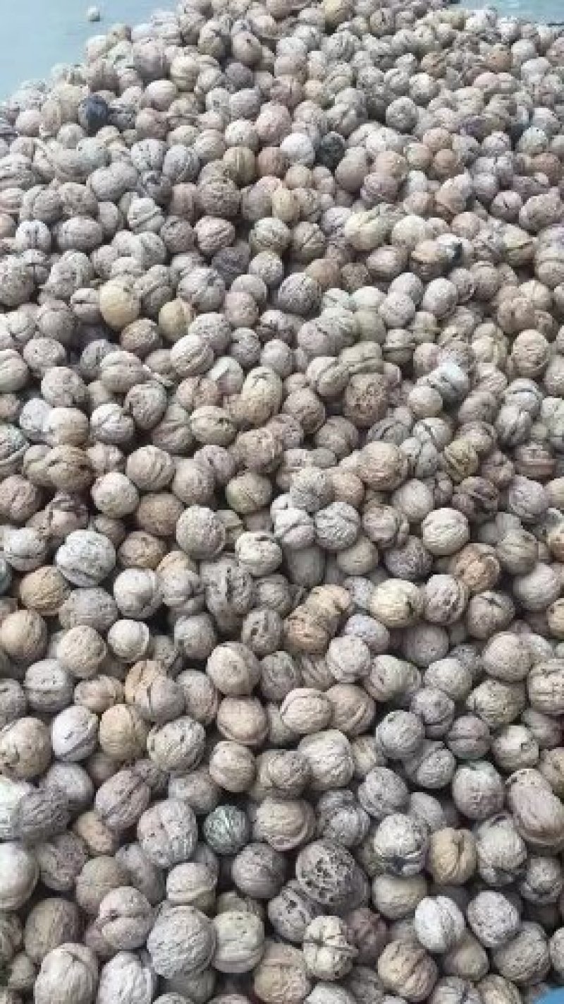 大量批发核桃！质量很好！诚信经营！欢迎各位老板光临惠顾！