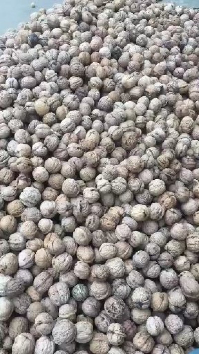 大量批发核桃！质量很好！诚信经营！欢迎各位老板光临惠顾！