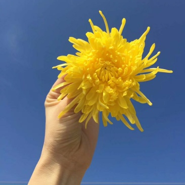 金丝黄菊极品30朵/盒精致简易装
