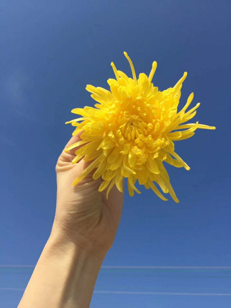 金丝黄菊极品30朵/盒精致简易装