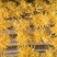 金丝黄菊极品30朵/盒精致简易装