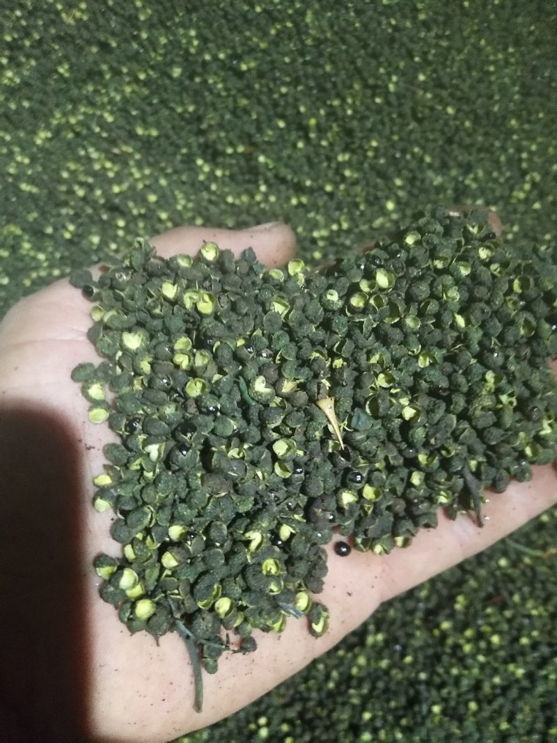 青麻青花椒九叶青