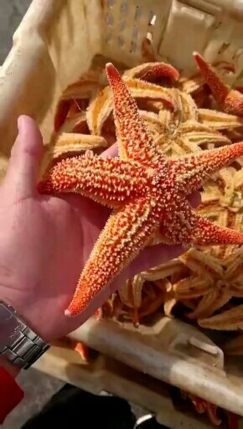 海星，大小规格，籽粒饱满，品质保证，各地冷链发货欢迎垂询