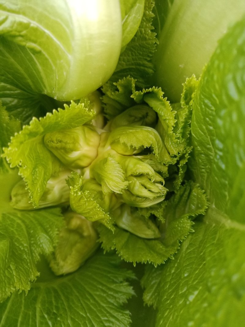 儿菜
