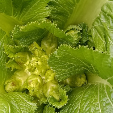儿菜