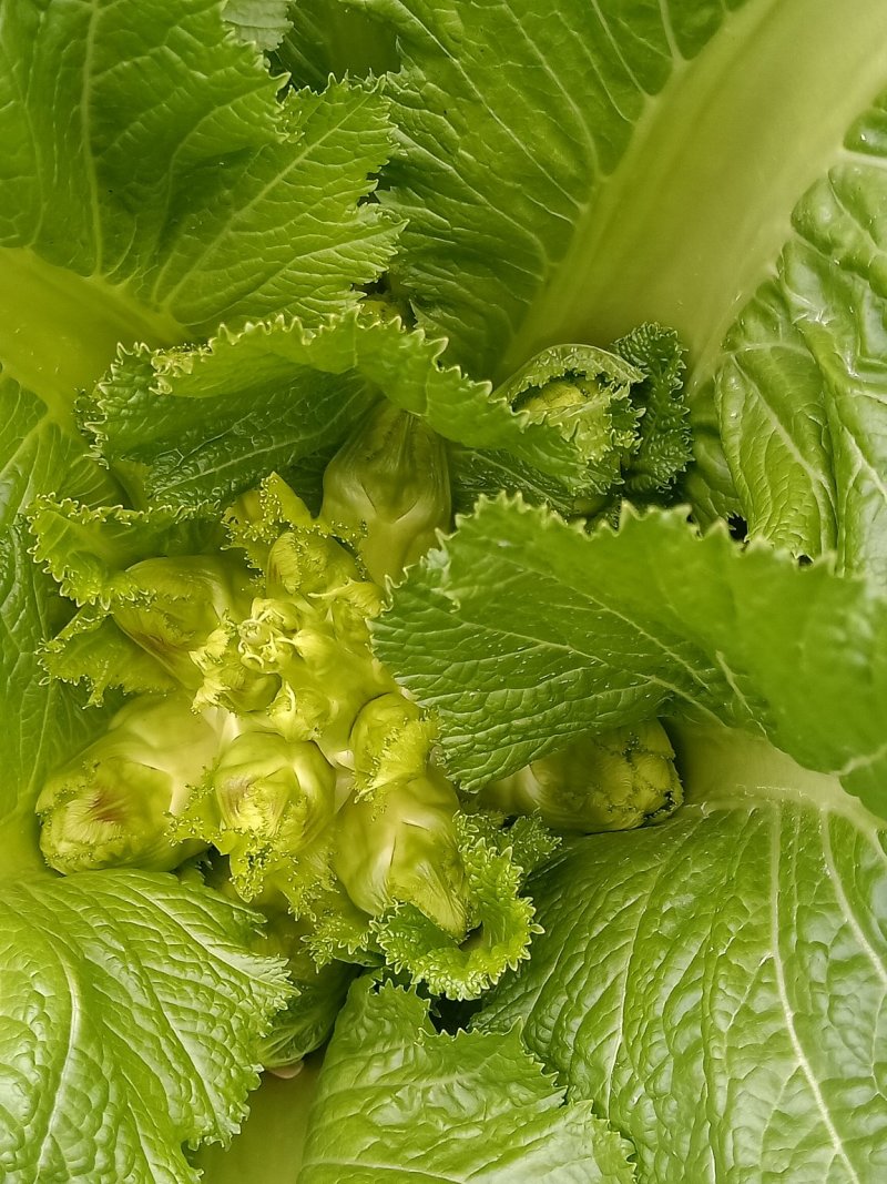 儿菜