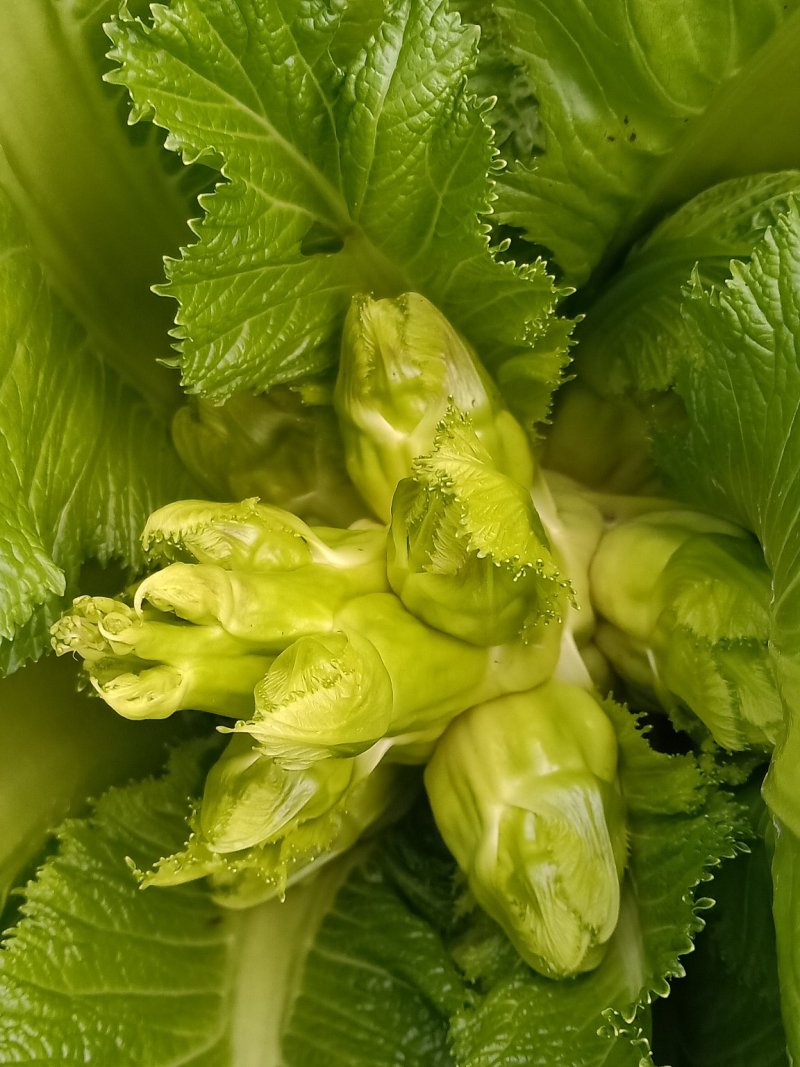 儿菜