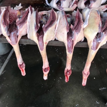 土鸡土鸭