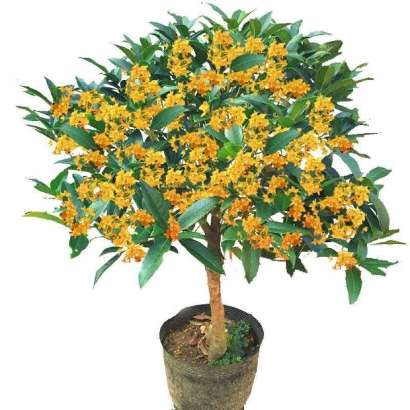 桂花树