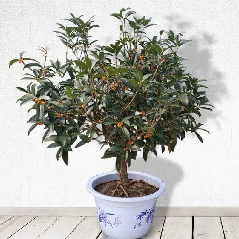 桂花树