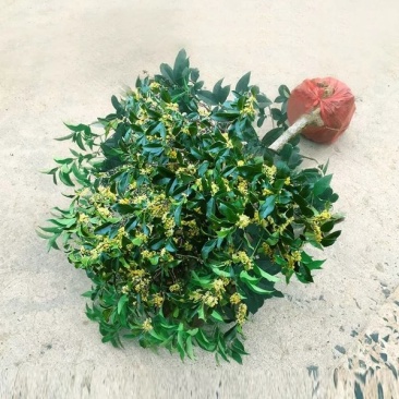 桂花树