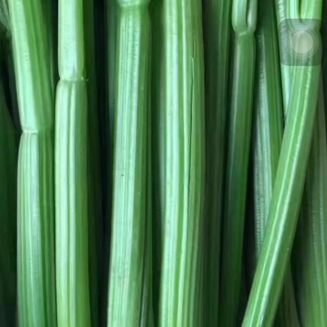 蔬菜