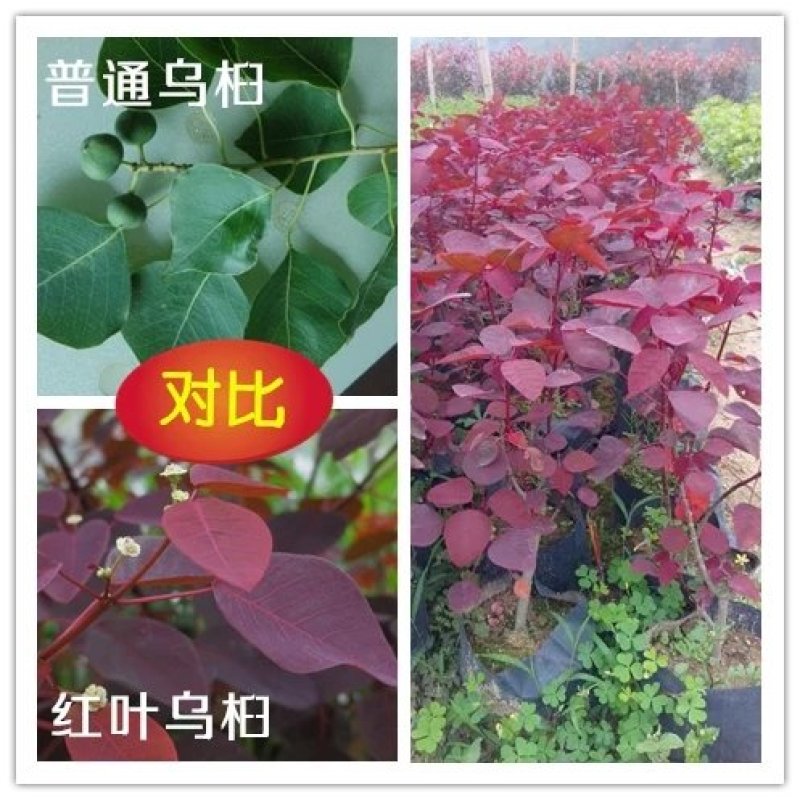 乌桕