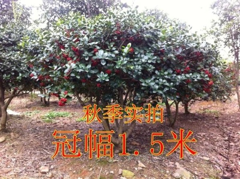 构骨