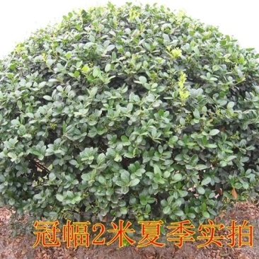构骨