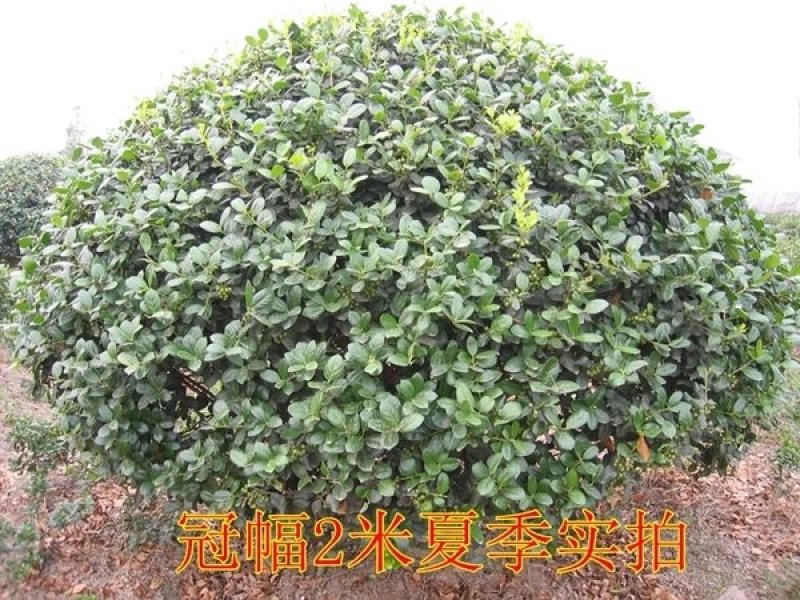 构骨