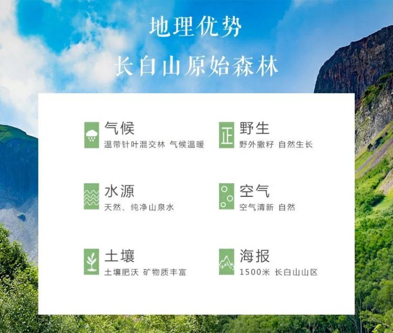【源头好货】人参无硫熏药厂专用7年25头原皮生晒包邮
