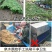 【源头好货】人参无硫熏药厂专用7年25头原皮生晒包邮