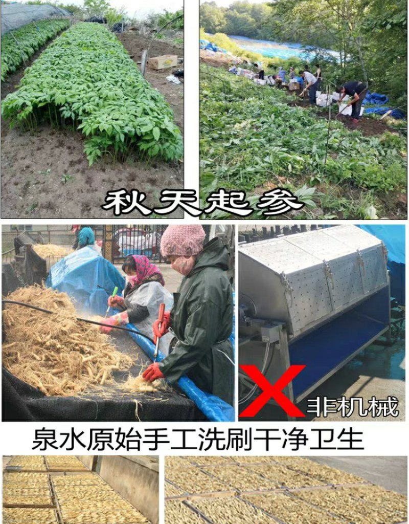 【源头好货】人参无硫熏药厂专用7年25头原皮生晒包邮