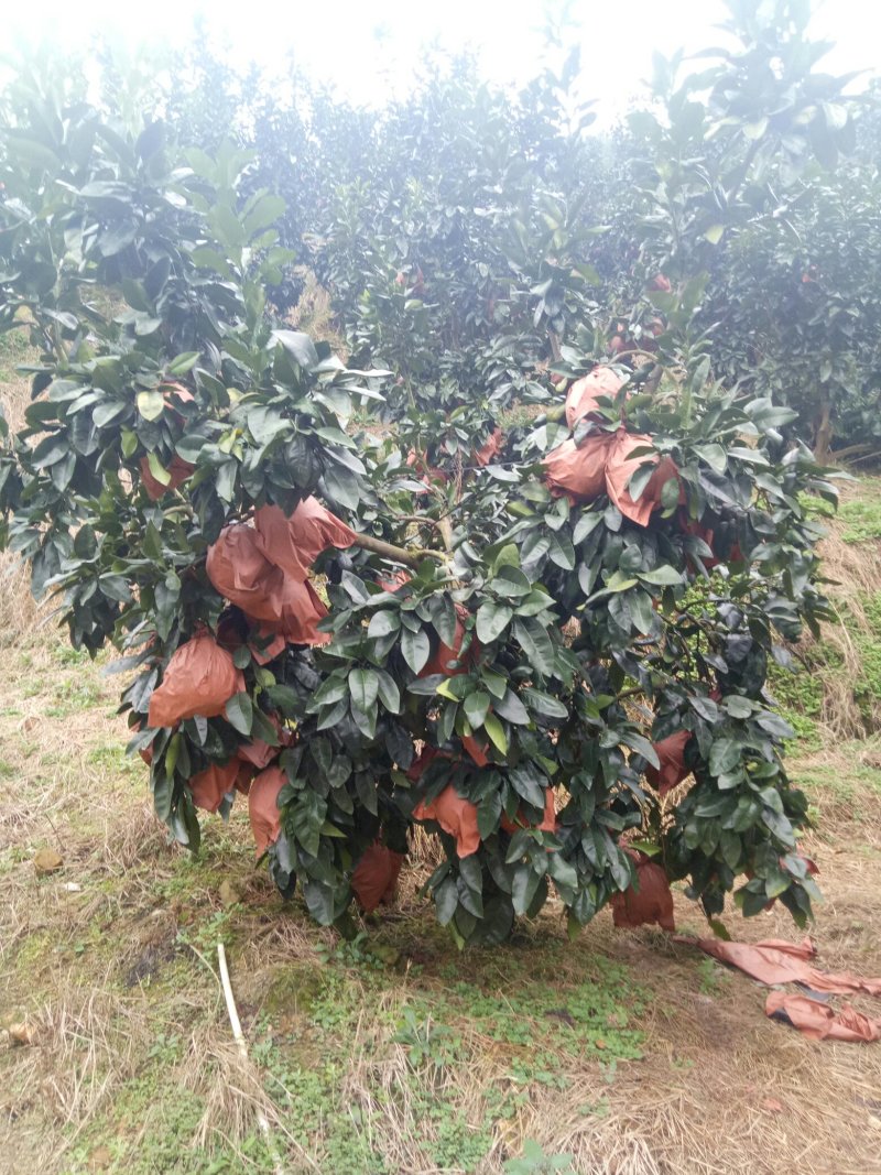 【推荐】优质供货电商，福建有机红心柚，全国代发，量大价优