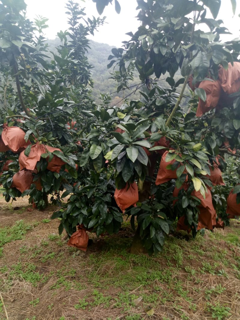 【推荐】优质供货电商，福建有机红心柚，全国代发，量大价优